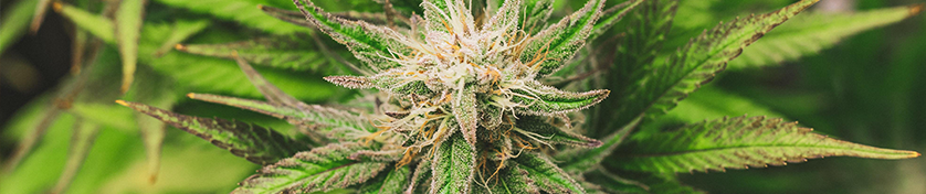 Podstrona-Tkaniny-tylko-naturalne-hemp(1).png